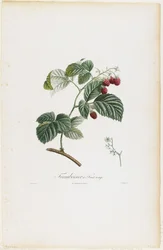 Frambuesas, de Traite des Arbres Fruitiers, 1807-35
